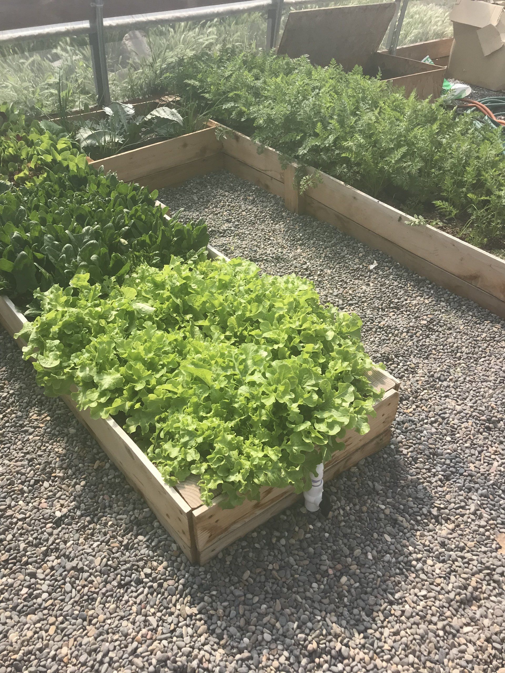 Welcome to our new Vision Farms Website!